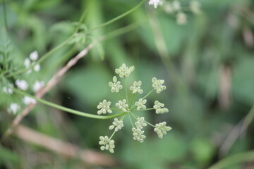 Image of a sangja flower blooming on the Daecheongcheon trail