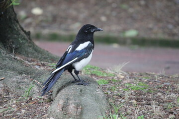 Obraz premium Image of a magpie searching for food on the Daecheongcheon Trail