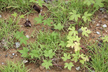 Obraz premium Image of the blooming ginseng vines on the Daecheongcheon Stream trail