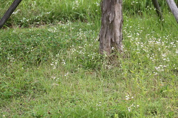 Image of blooming dogwoods on the Daecheongcheon Stream trail
