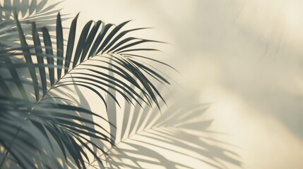 Fototapeta premium Soft Palm Leaf Shadows on a Light Background
