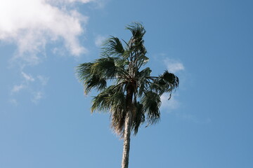 palm tree and blue sky