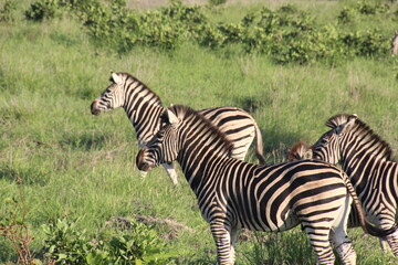 Zebra Africa