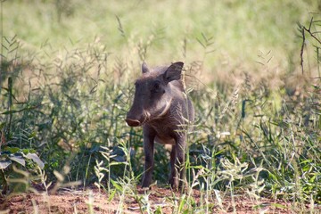 Fototapeta premium Baby warthog