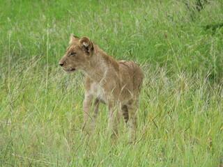 Lion Cub