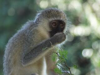 samango monkey
