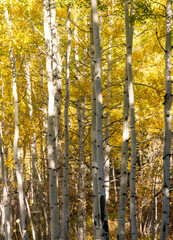 Obraz premium Close Up of the White Trunks of Quaking Aspen Trees with Autumn Foliage