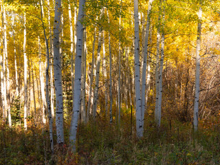 White Trunks of Quaking Aspen Trees and Colorful Shrubs with Autumn Foliage on the Forest Floor