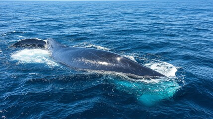 A large whale swimming in the ocean.