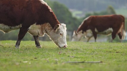 regenerative agriculture on a farm in australia, growing soil microbes	