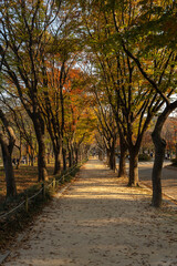 Fototapeta premium autumn in the park