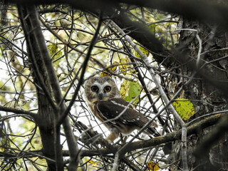 Saw-whet owl in the late afternoon light about to start his silent flight for food