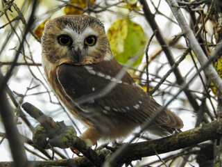 Saw-whet owl in the late afternoon light about to start his silent flight for food