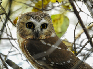 Saw-whet owl in the late afternoon light about to start his silent flight for food
