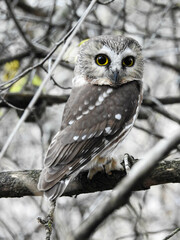 Saw-whet owl in the late afternoon light about to start his silent flight for food