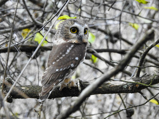 Saw-whet owl in the late afternoon light about to start his silent flight for food