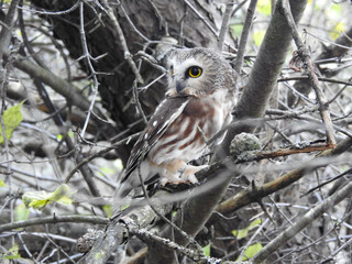 Saw-whet owl in the late afternoon light about to start his silent flight for food