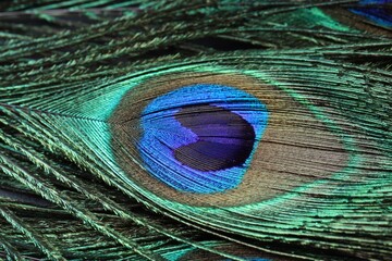 Obraz premium Beautiful bright peacock feather as background, macro view