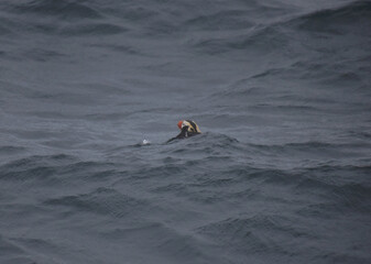 Tufted puffin pacific swim