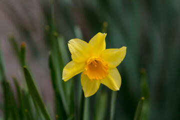 WILD DAFFODIL (NARCISUS PSEUDONARCISUS)