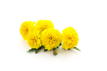 yellow marigold flower isolated on a white background