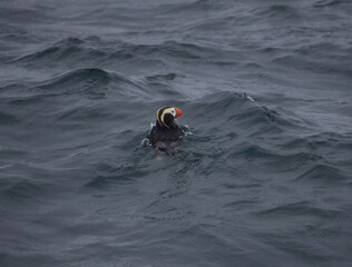 Tufted puffin pacific swim