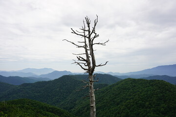 山の中の枯れ木