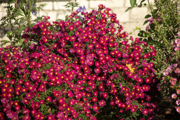 Vibrant Crimson Chrysanthemum Beautiful Red Mum Background. High quality photo