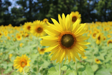 Closeup of a sunflower bloom with others in the background at a Three Rivers, Michigan farm