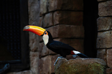 tucan on a rock © JooLus