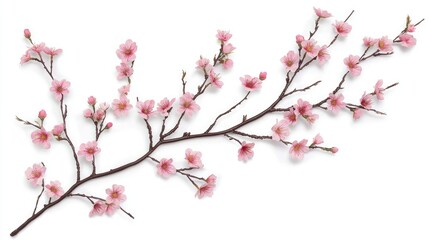 Cherry blossom branches in full bloom with delicate pink petals against a white background for a clean look