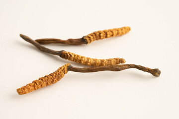 Cordyceps sinensis or Ophiocordyceps sinensis isolated on white background, mushroom herb treatment medicine.