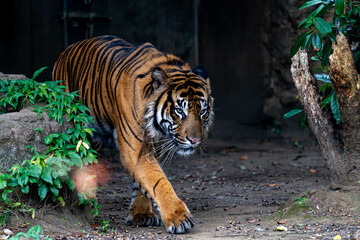 暗闇から歩いてくるスマトラトラ