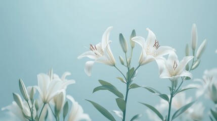 Soft-focus image of white lilies against a pale blue background, creating a fresh and elegant look