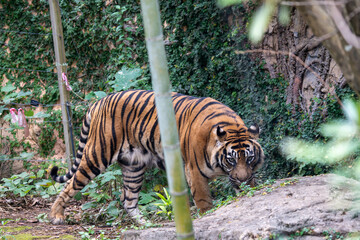 迫力あるスマトラトラ