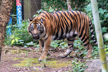 迫力あるスマトラトラ