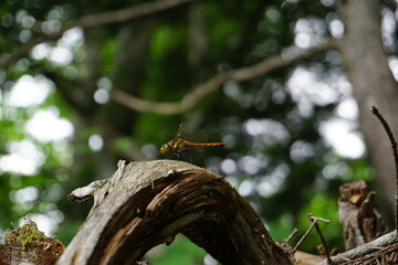 枝にとまるトンボ © Ryuya