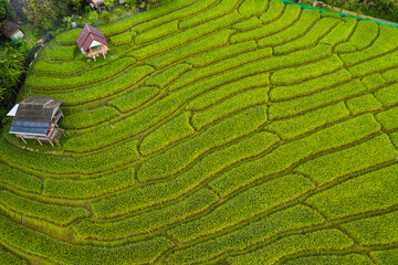 Beautiful aerial view of the rice terraces at Ban Pa Bong Piang in Chiang Mai Thailand.