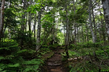 Fototapeta premium 山の中の自然風景