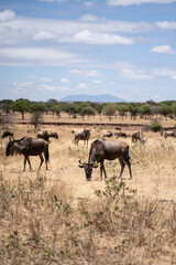 wildebeest in Africa