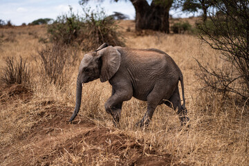 Fototapeta premium Elephant calf walking in Africa