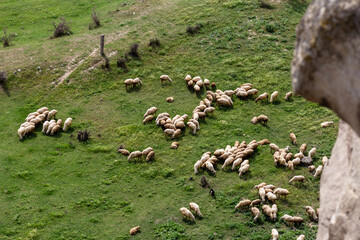 Landscape With Sheep in Georgia