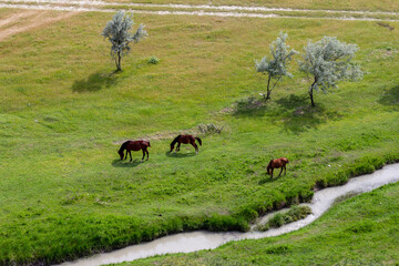 Landscape With Horses in Georgia