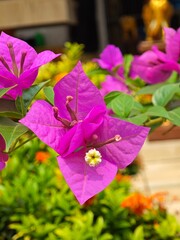 Purple Bouganville flowers