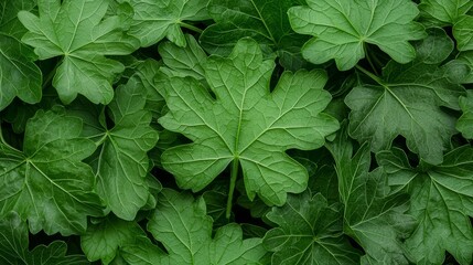 Close-up of lush green leaves, creating a natural, organic texture.