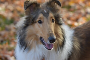 Young Rough Collie Dog in autumn leaves