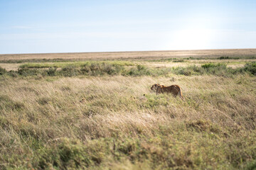 lioness in Serengeti