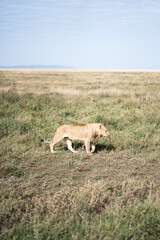 Lion in Serengeti. 