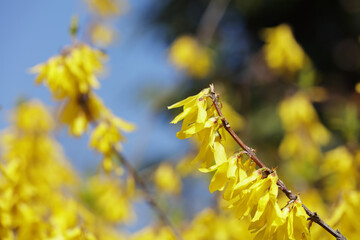 春の到来を告げる美しいフォレンシア