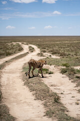 Cheetah in Tanzania